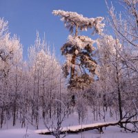 Волшебство зимнего вечера :: Галина Ильясова