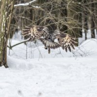 бородатая неясыть. :: юрий макаров