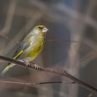 Зеленушка. :: Николай Охотник