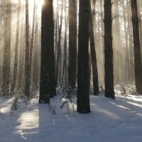 волшебство лесное :: Ольга Гомзина