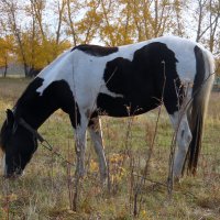 Симпатичная лошадка. :: nadyasilyuk Вознюк