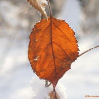 Зарисовки января... :: Андрей Заломленков