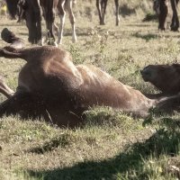 Летняя пора :: Марина Фомина.