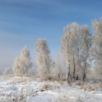 Среди зимы белой. :: nadyasilyuk Вознюк