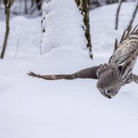 бородатая неясыть. :: юрий макаров