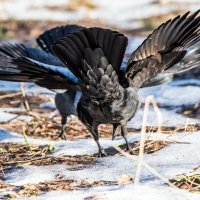 Галки (4) :: Владимир Безбородов