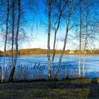 Пейзаж с берёзками на озёрном берегу. :: Милешкин Владимир Алексеевич 