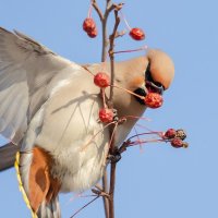 Свиристель. :: Виктор Иванович Чернюк