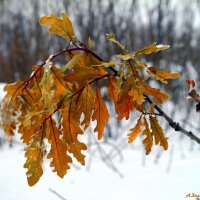 Зимы этюды.... :: Андрей Заломленков