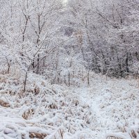 В зимнюю сказку.. :: Юрий Стародубцев