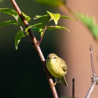 Пеночка :: Владимир Лазарев