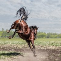 Пони :: SanSan 