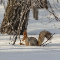 Белочка в Берёзовой роще. :: Александр Максимов