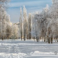 На белом покрывале января :: Игорь Сарапулов