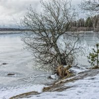 Январская оттепель. :: Александр Максимов