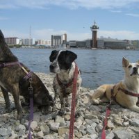 Лето :: Anna Ivanova Лето :: Anna Ivanova