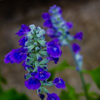 Salvia farinacea :: Светлана SvetNika17