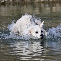 Водные игры :: Светлана 