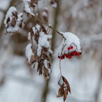 Снежная ветка рябины :: Александр Синдерёв