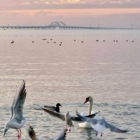 Кры́мский мост, также Ке́рченский мост.../Die Krim-Brücke/ :: "The Natural World" Александер