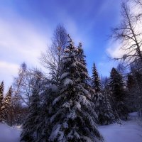 В лесу родилась елочка :: Павел Трунцев