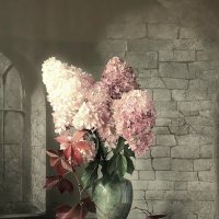 Гортензии :: Galka