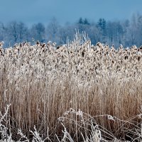 Зачем зимой сено? :: Alexandеr P