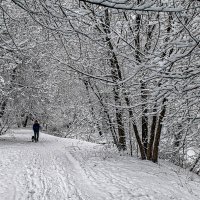 После снегопада :: Владимир Езеров 