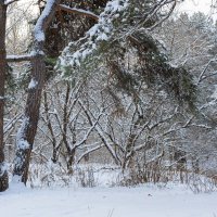 Зимний день в лесу :: Александр Синдерёв