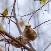 Королек :: Владимир Лазарев