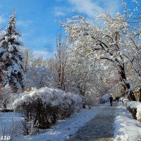 Зима в Ростове-на-Дону :: Нина Бутко