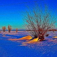 Январь...Тальник на всех ветрах! :: Владимир 