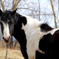 Оглянулась посмотреть,не оглянулась ли я ... :: nadyasilyuk Вознюк