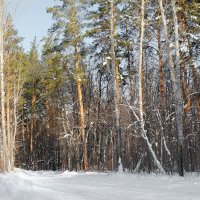 На опушках февраля.. :: Андрей Заломленков