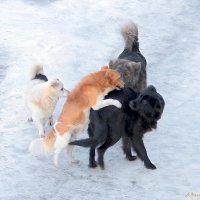 "В очередь, сукины сыны, в очередь!"   :-) :: Андрей Заломленков