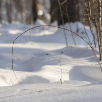 В лесу... :: Андрей Пристяжнюк