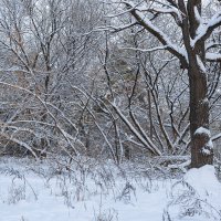 Ветки в снегу :: Александр Синдерёв