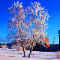 Январь...Березы в инее на церковном холме! :: Владимир 