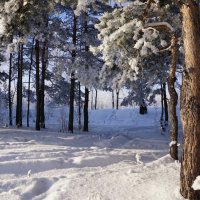 В лесу :: Наталия Григорьева