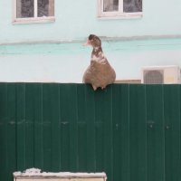 Лучший охранник. Никто не сможет пройти ни туда, ни обратно. :: Валерия Яскович