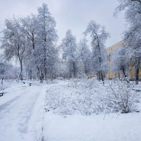 Снежные деревья в городе :: Александр Синдерёв