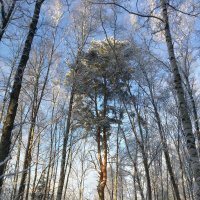 сосна зимой :: Александр Кольцов