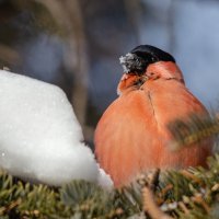 Важная персона. :: Виктор Иванович Чернюк