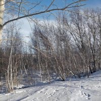 Берёзки... :: Андрей Хлопонин