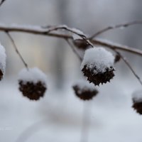 Снежные колпачки :: Александр Синдерёв