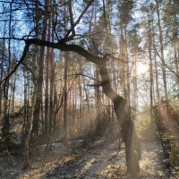 В лучах :: Денис Бочкарёв