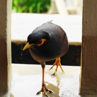 Дичь в разведке: что здесь у вас вкусненького? :: svk *