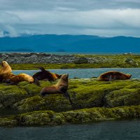 Сивучи :: Aleksey Afonin