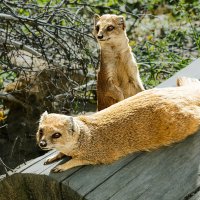 Мангуст :: SanSan 