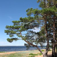 Пейзаж с сосной :: Александр Ильчевский 